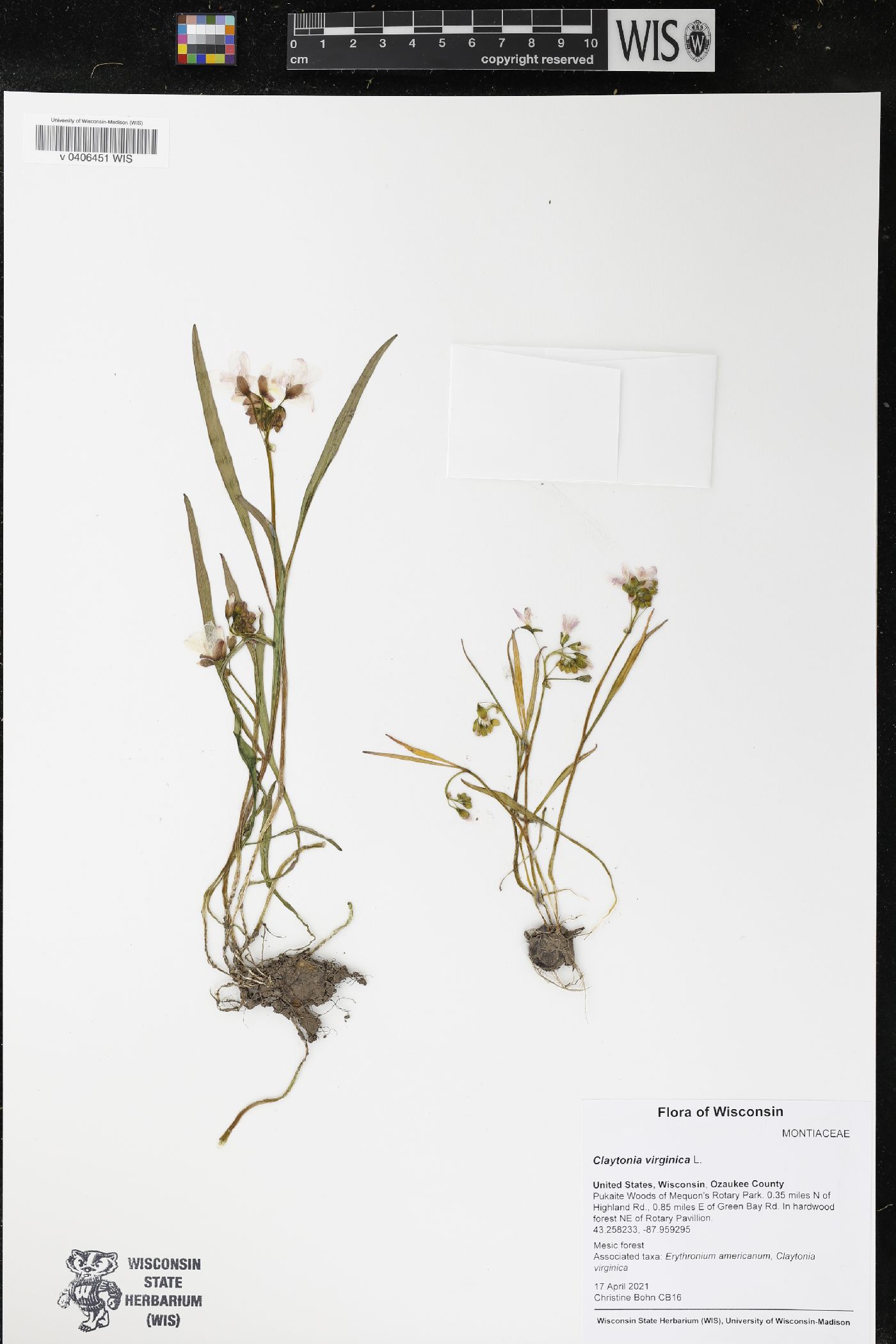 Claytonia virginica image