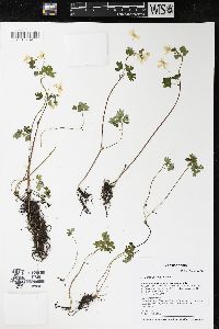 Enemion biternatum image