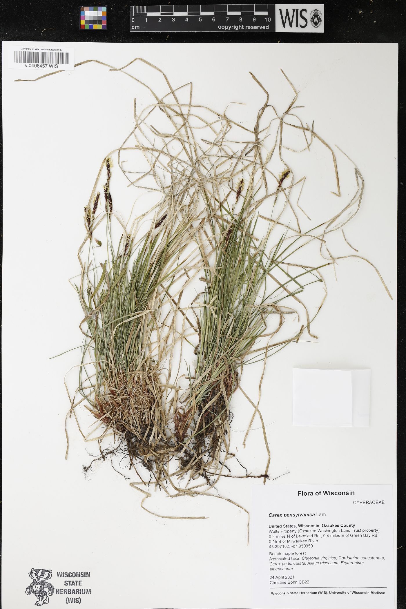 Carex pensylvanica image