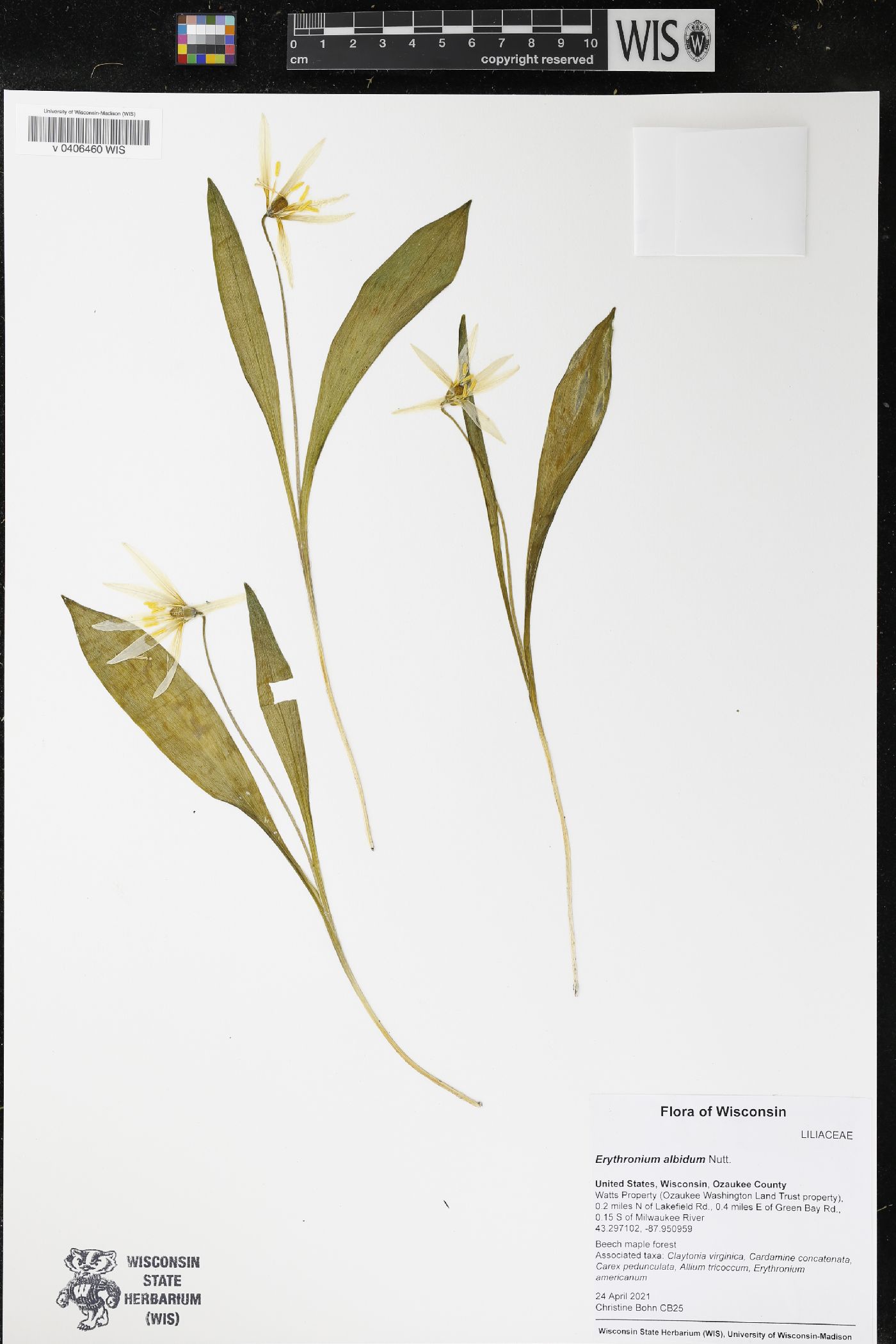 Erythronium albidum image