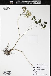 Thalictrum dioicum image