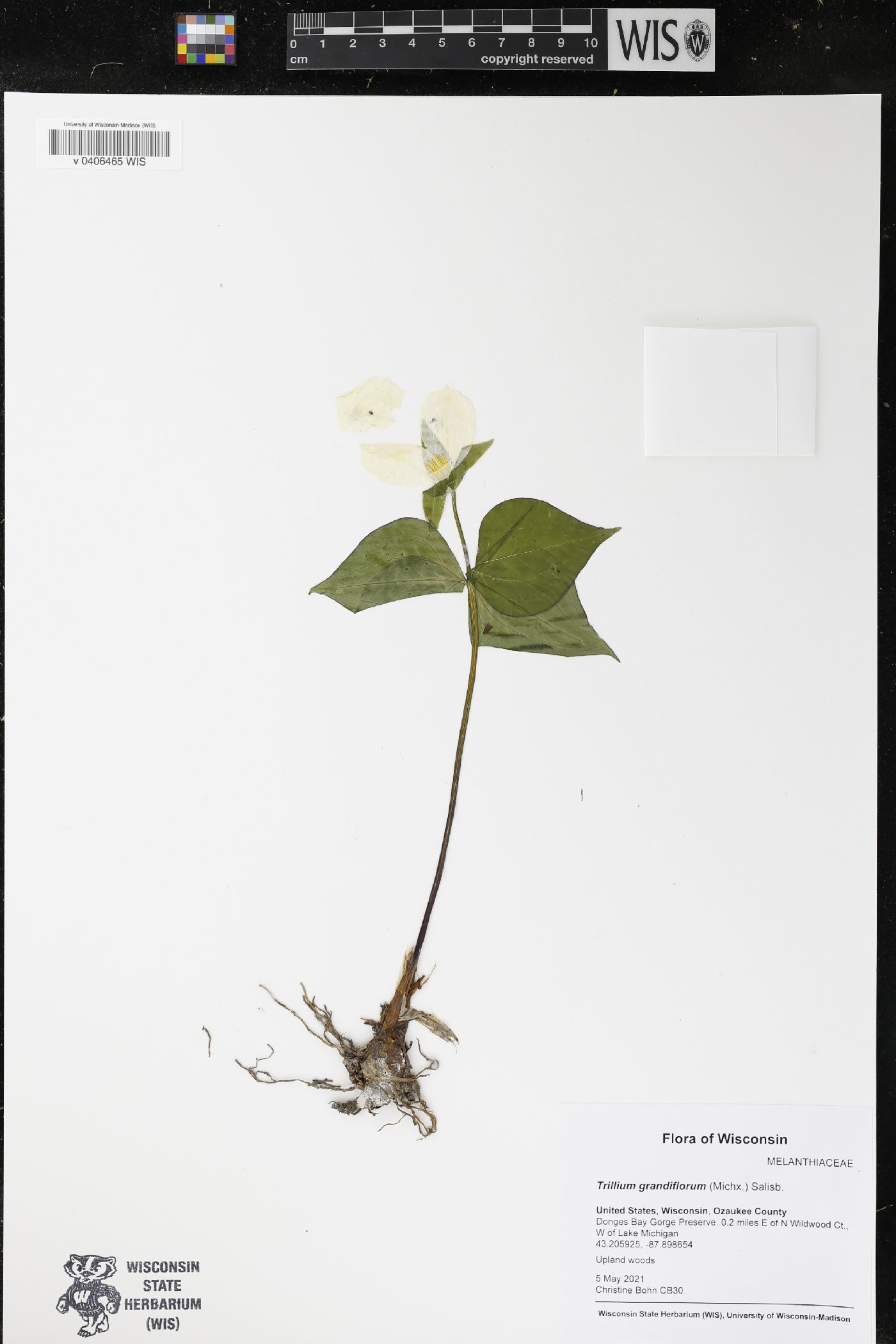 Trillium grandiflorum image