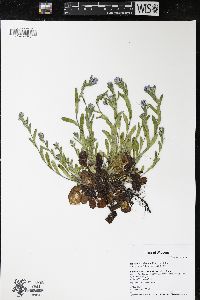 Myosotis sylvatica image