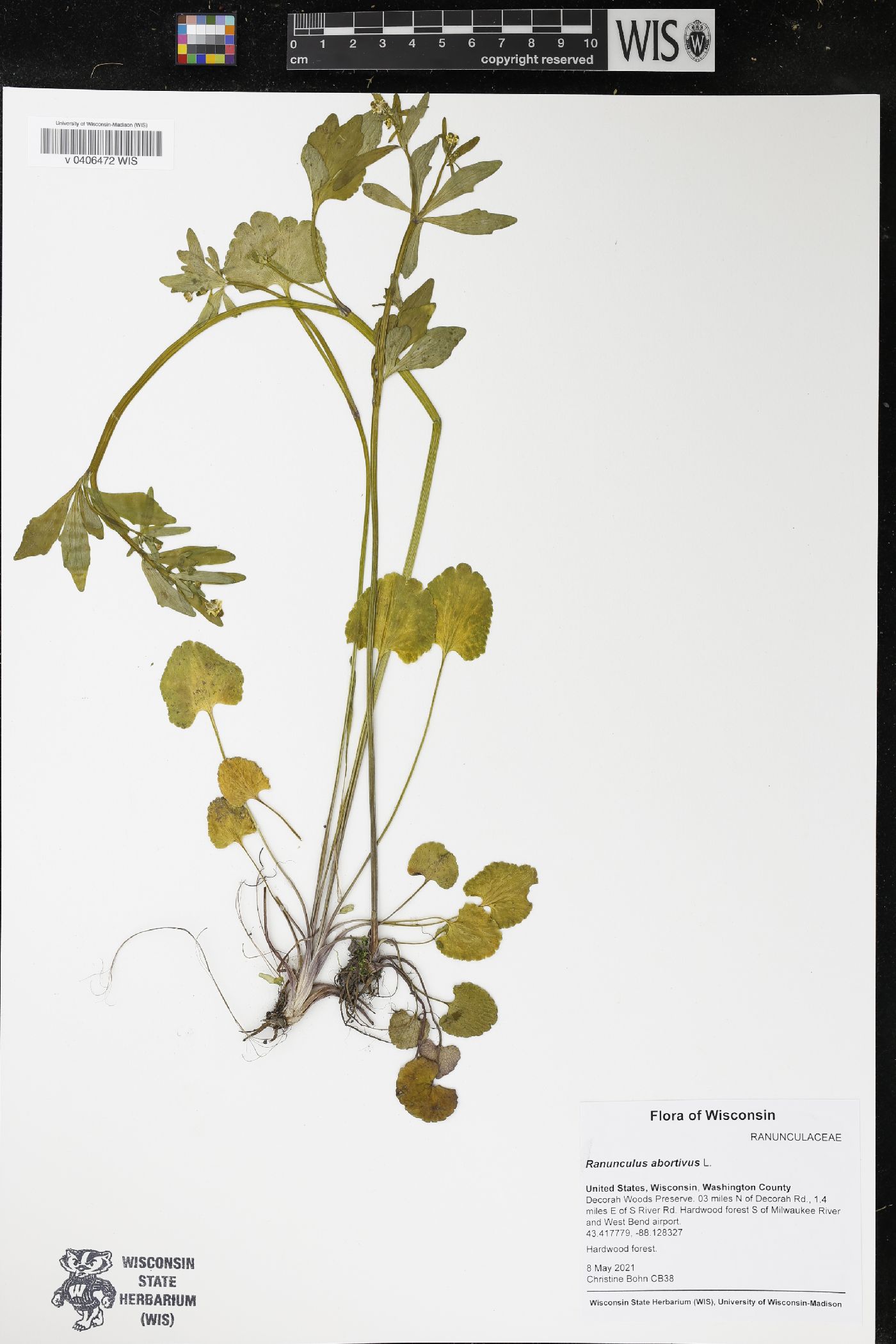 Ranunculus abortivus image