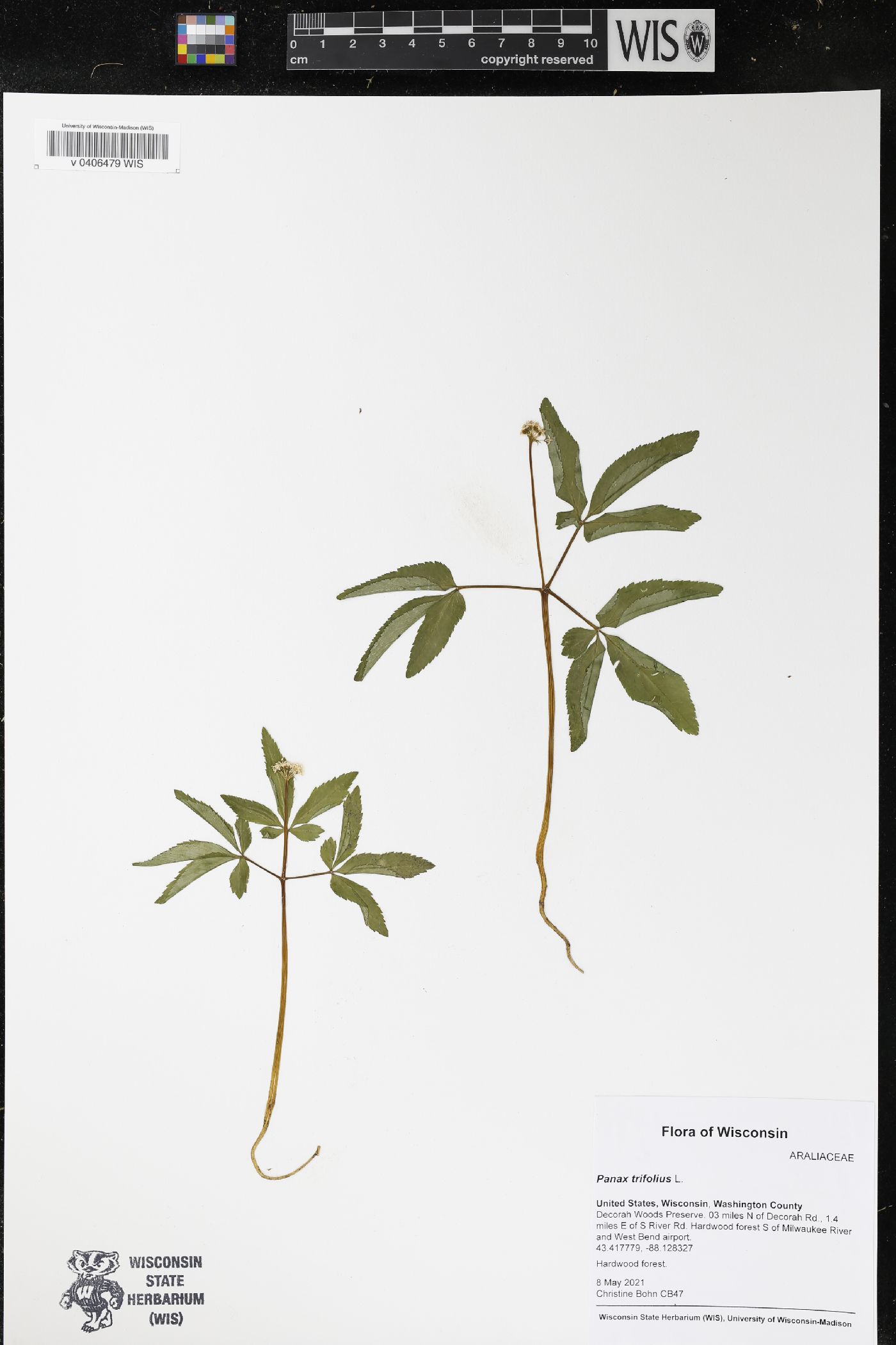 Panax trifolius image