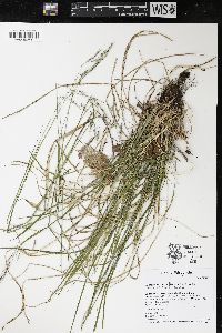 Schizachne purpurascens image