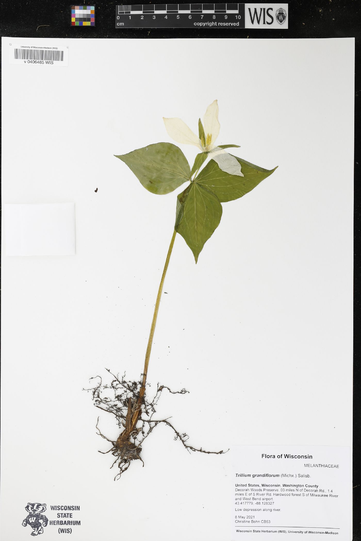 Trillium grandiflorum image