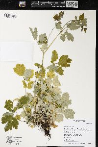 Chelidonium majus image