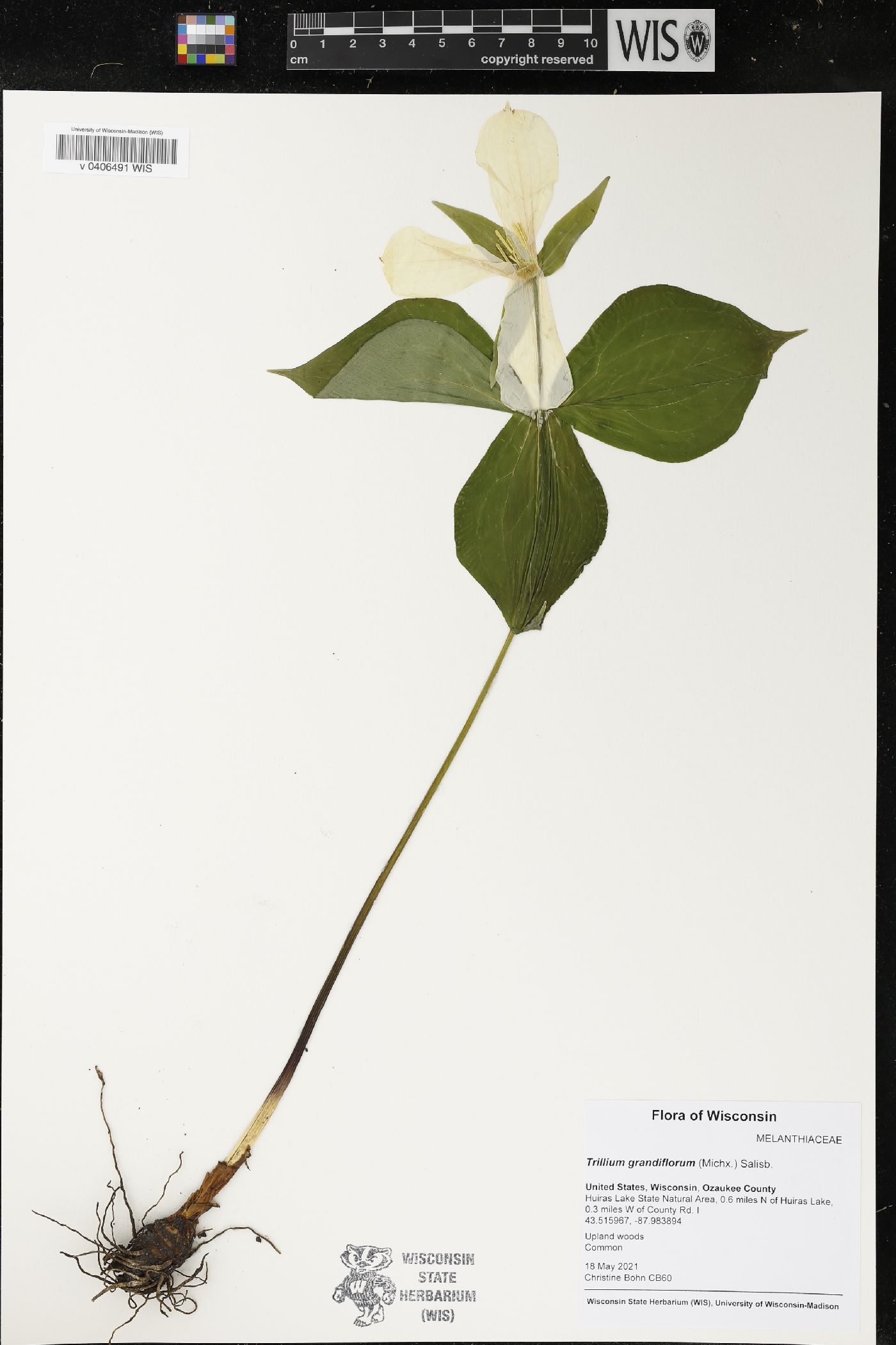 Trillium grandiflorum image