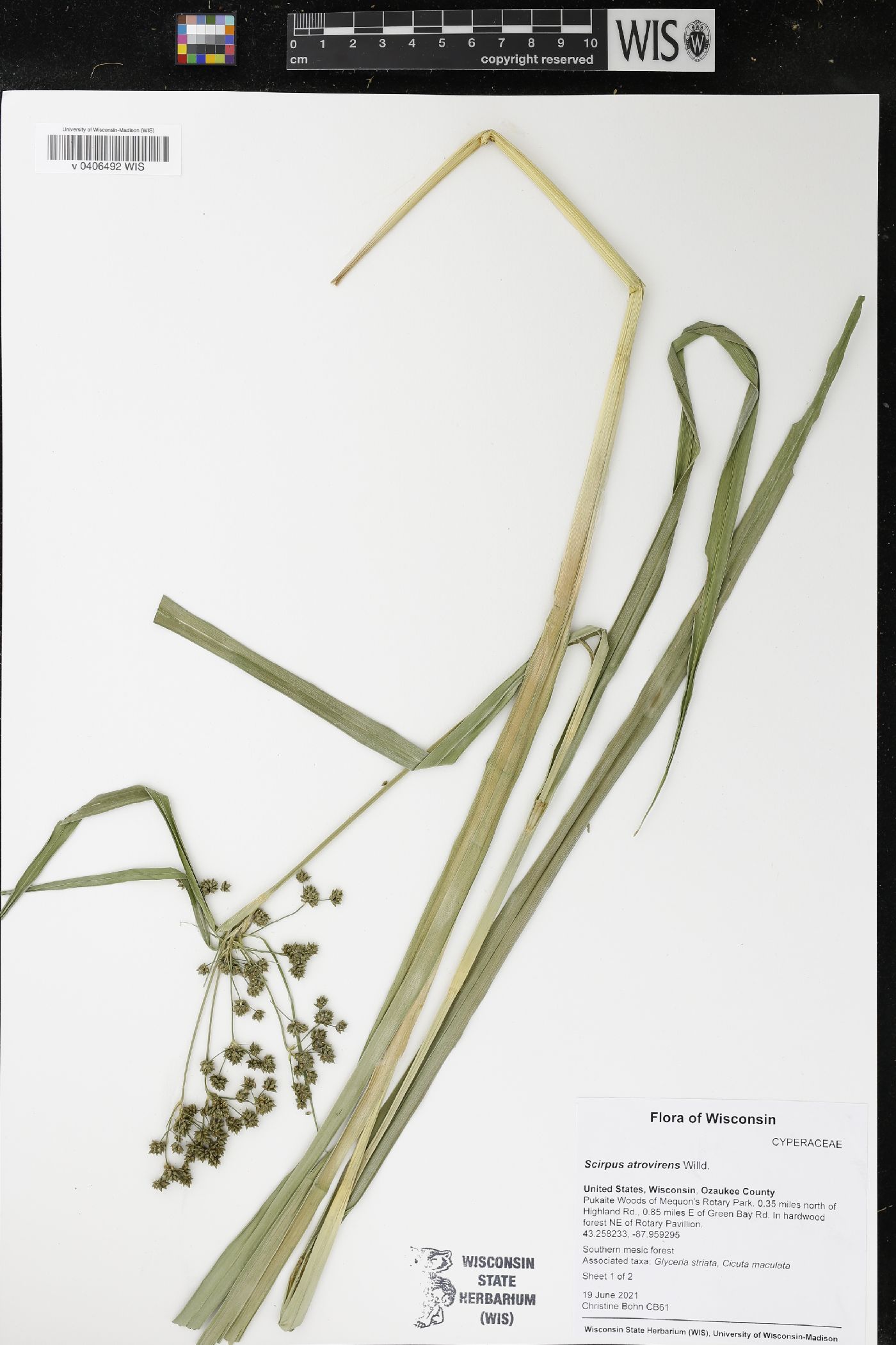Scirpus atrovirens image