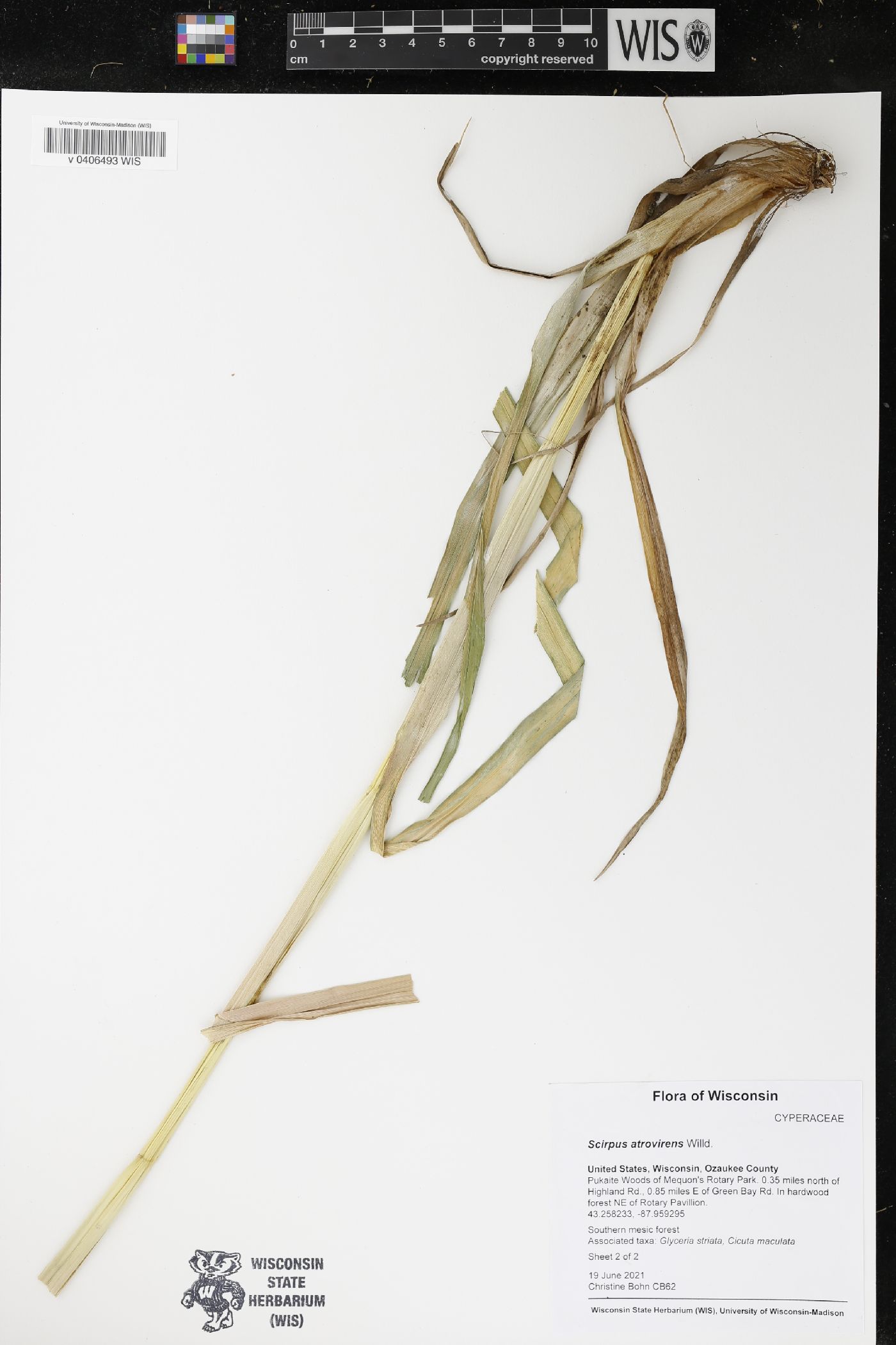 Scirpus atrovirens image