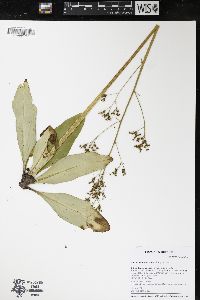 Micranthes pensylvanica image