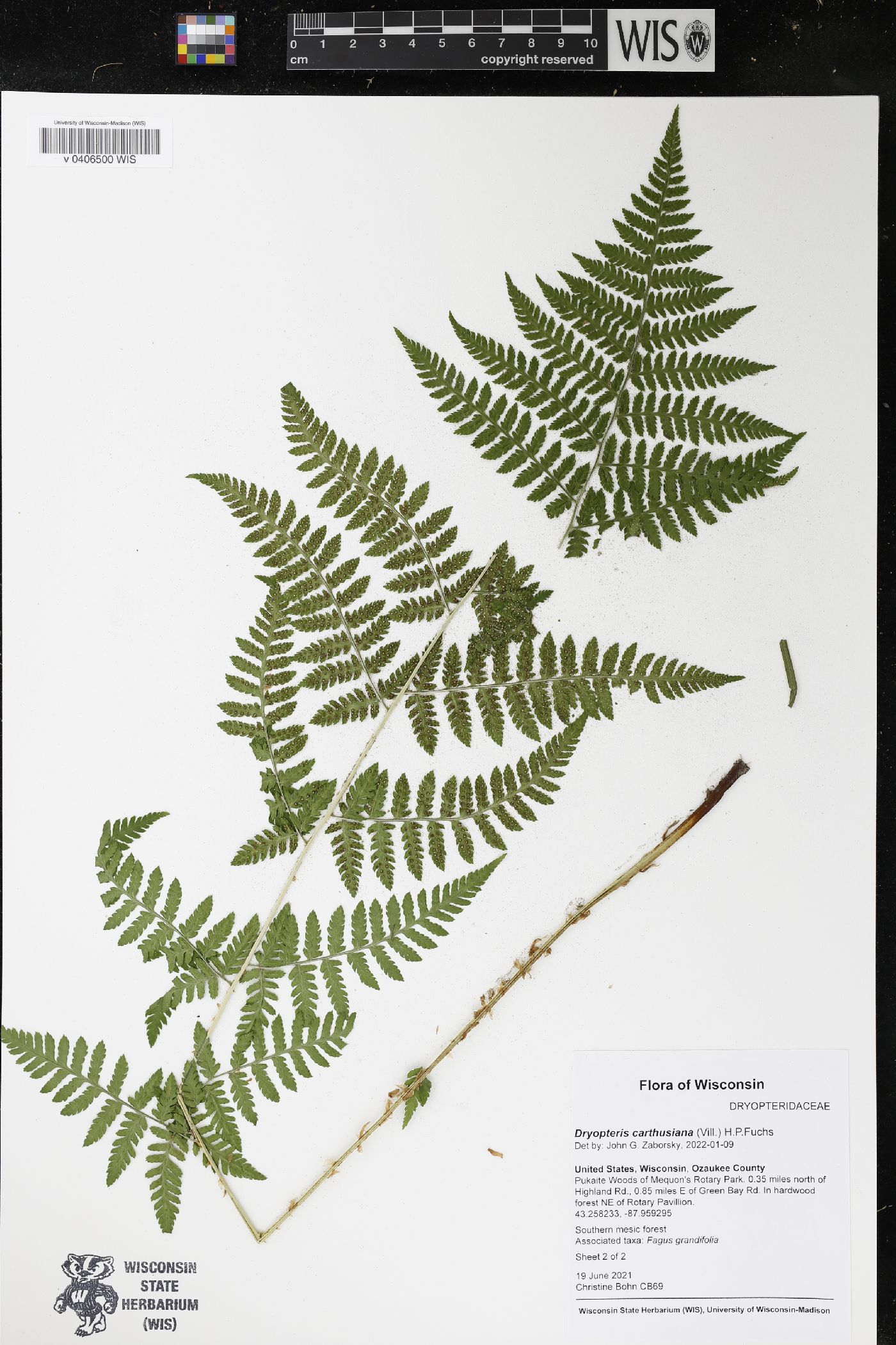 Dryopteris carthusiana image
