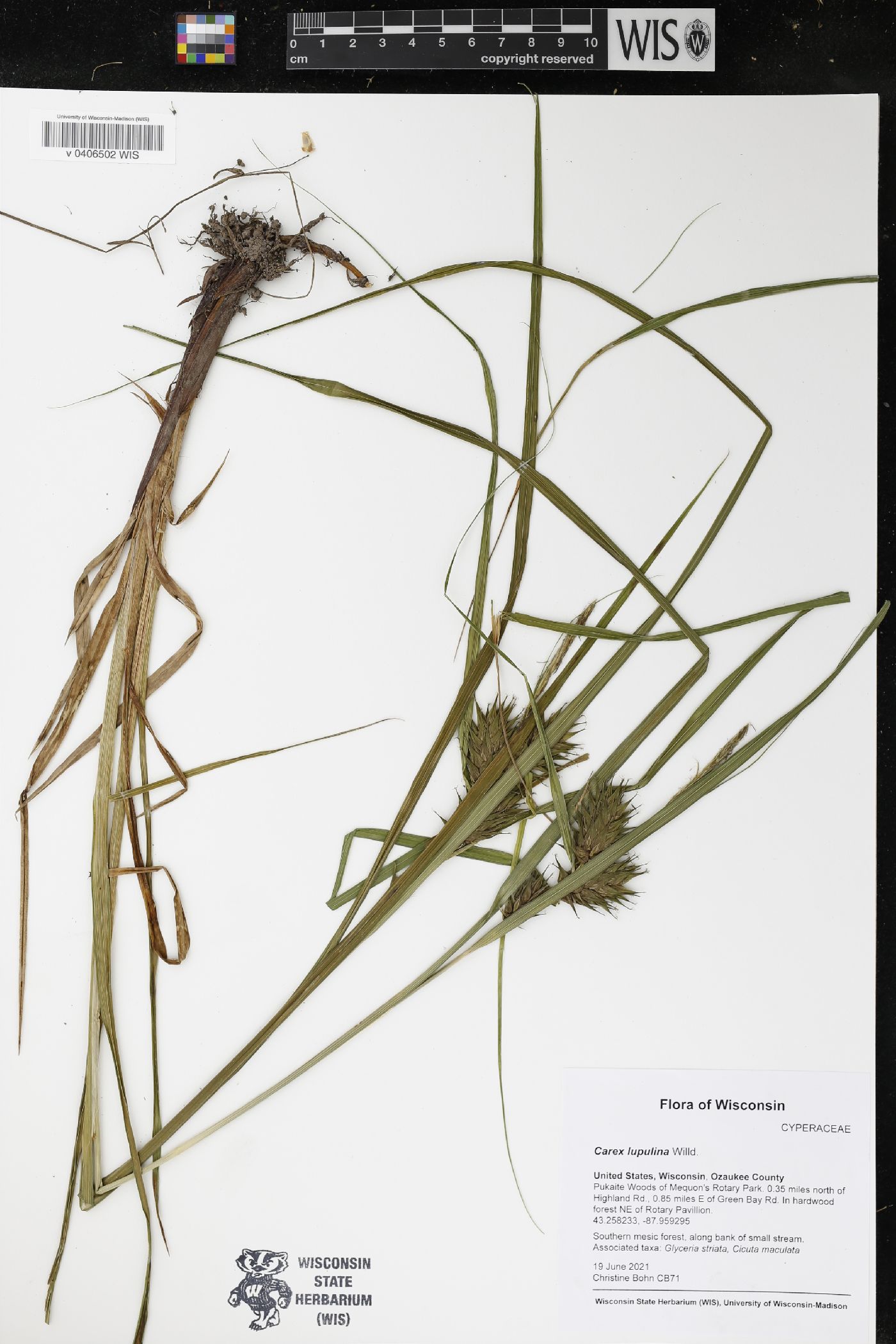 Carex lupulina image