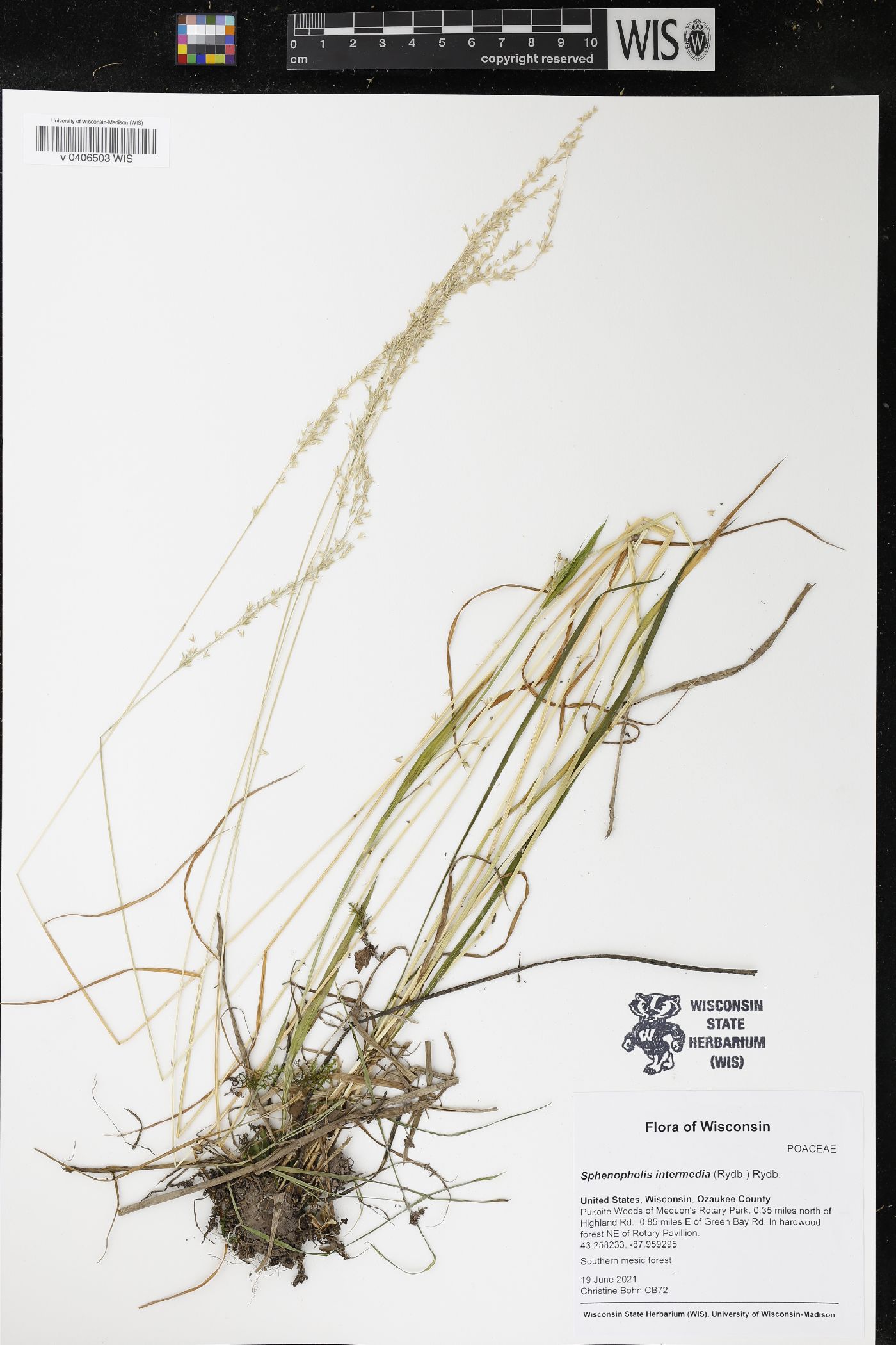 Sphenopholis intermedia image