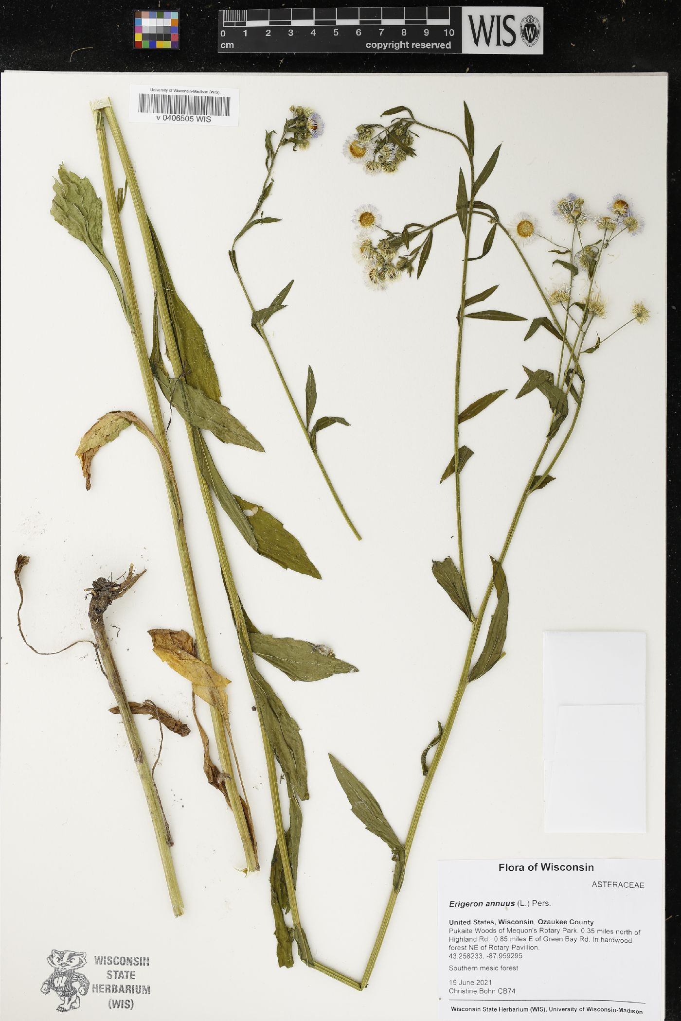 Erigeron annuus image