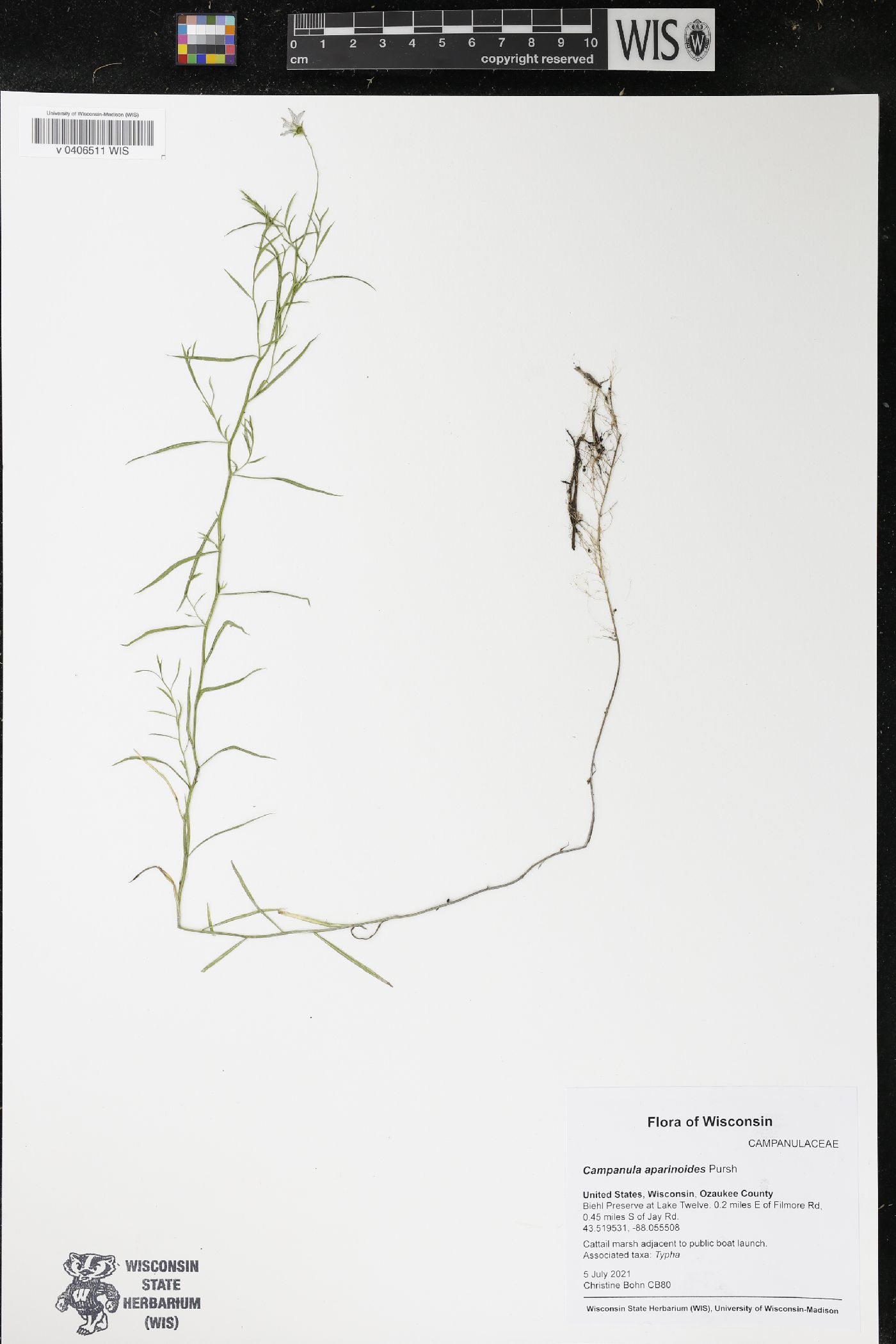 Campanula aparinoides image