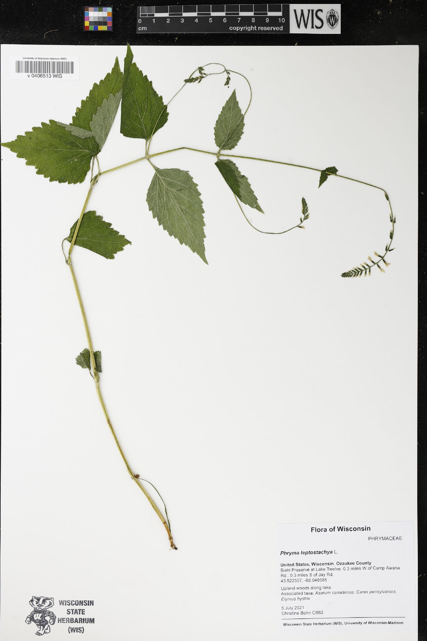 Phryma leptostachya image