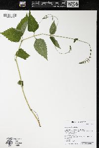 Phryma leptostachya image