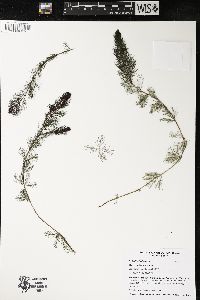 Myriophyllum spicatum image