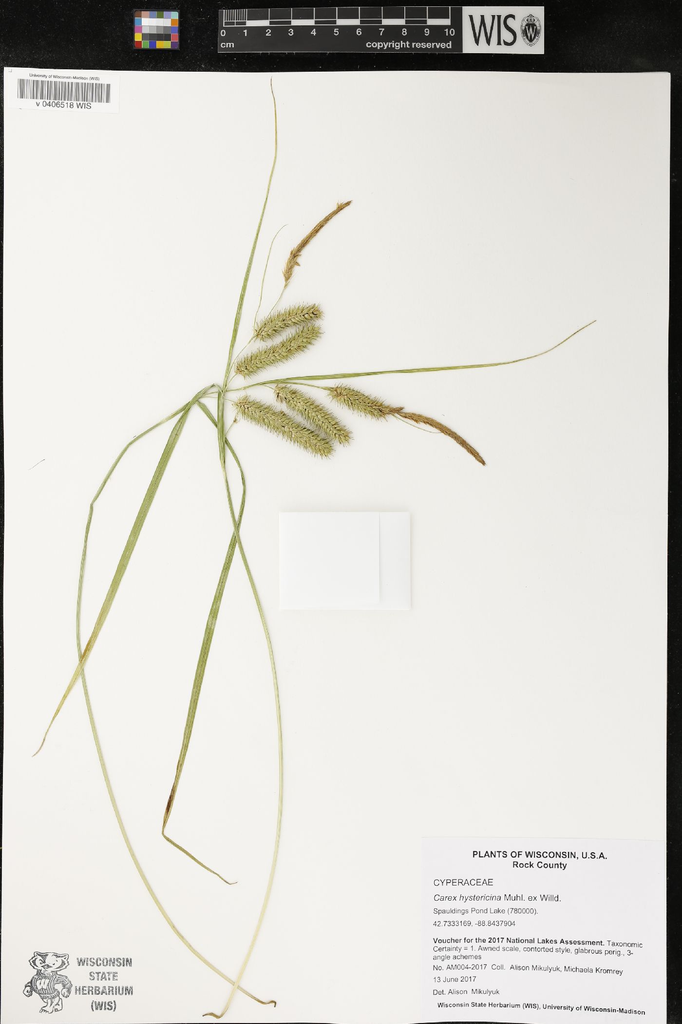 Carex hystericina image