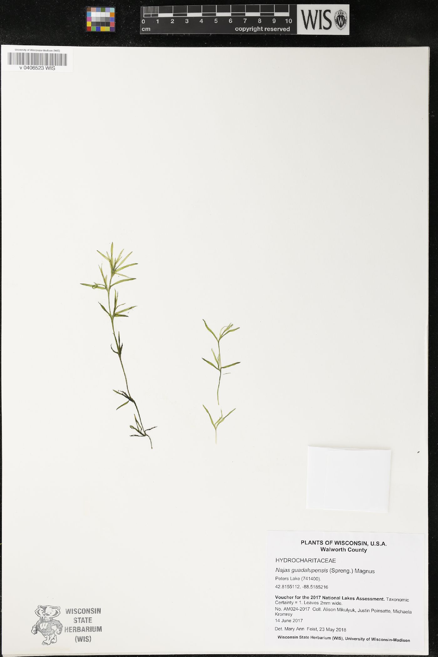 Najas guadalupensis image