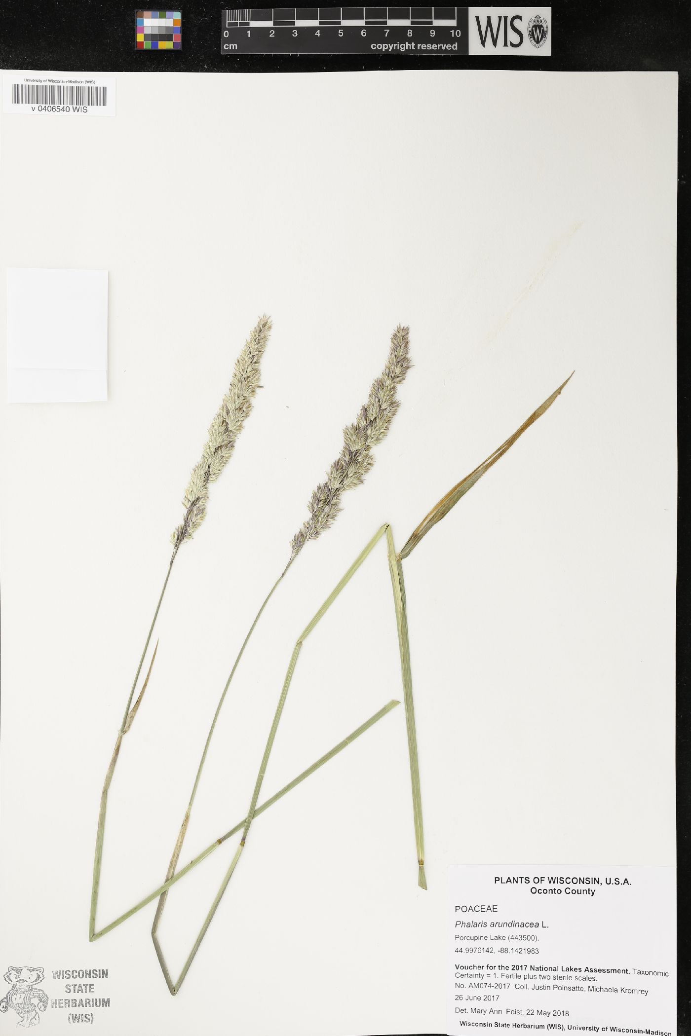 Phalaris arundinacea image