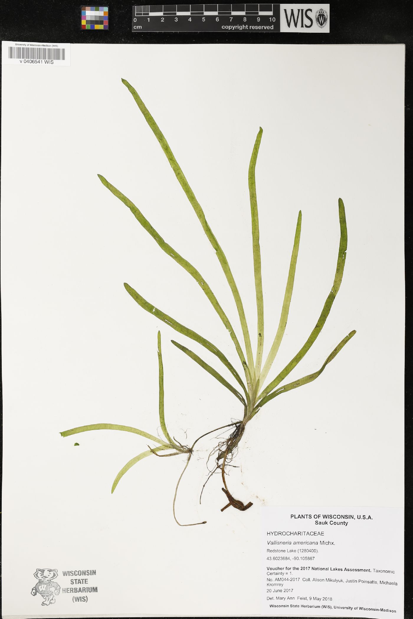 Vallisneria americana image