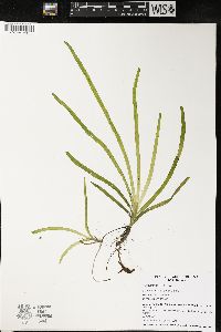 Vallisneria americana image