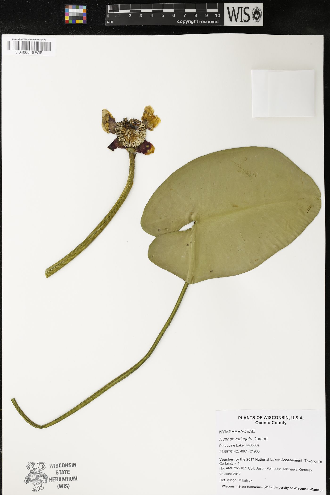 Nuphar variegata image