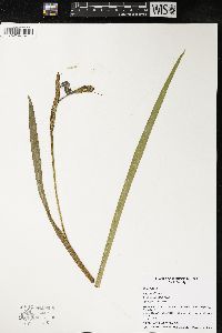 Iris pseudacorus image