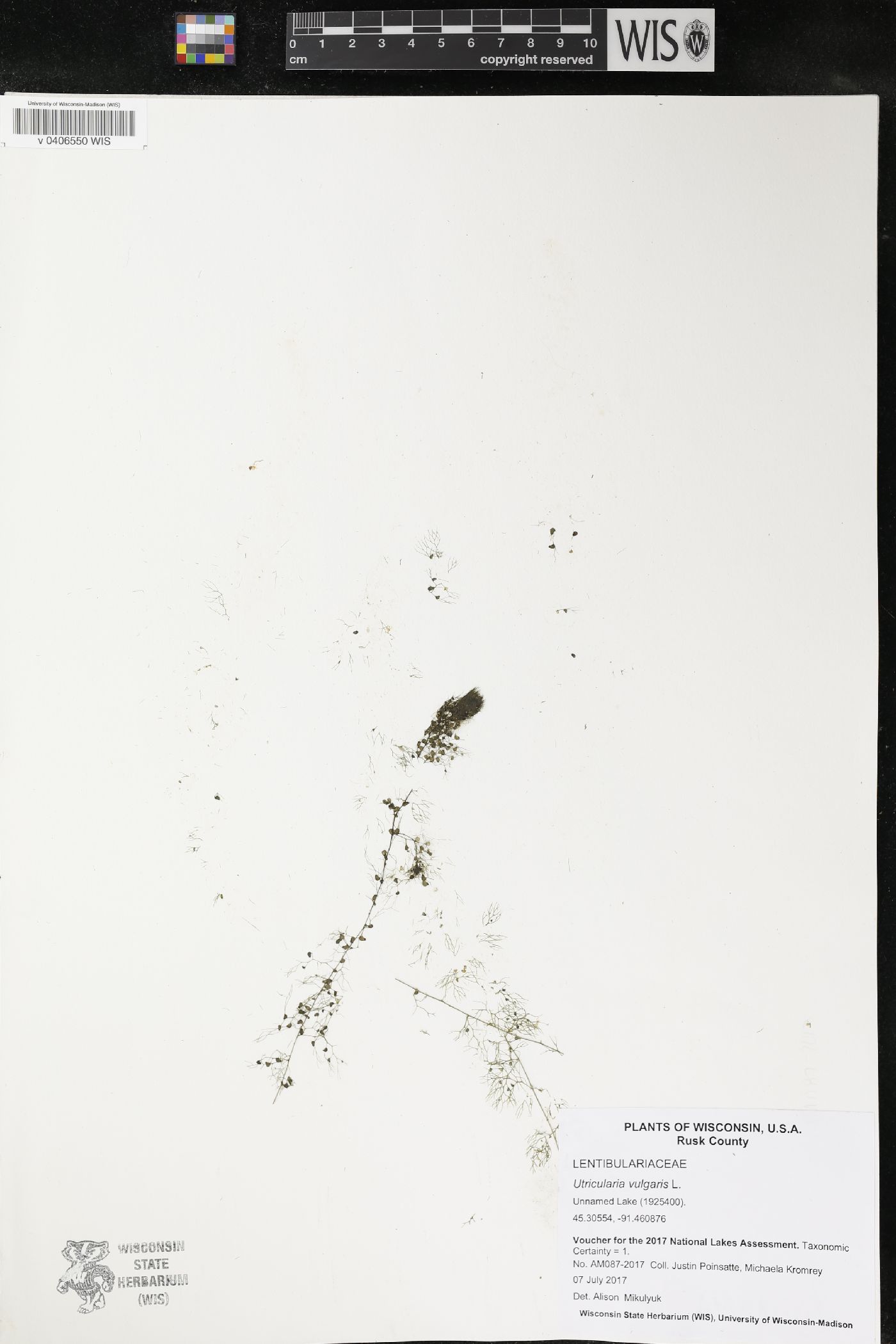 Utricularia vulgaris image