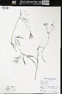 Ranunculus aquatilis var. diffusus image
