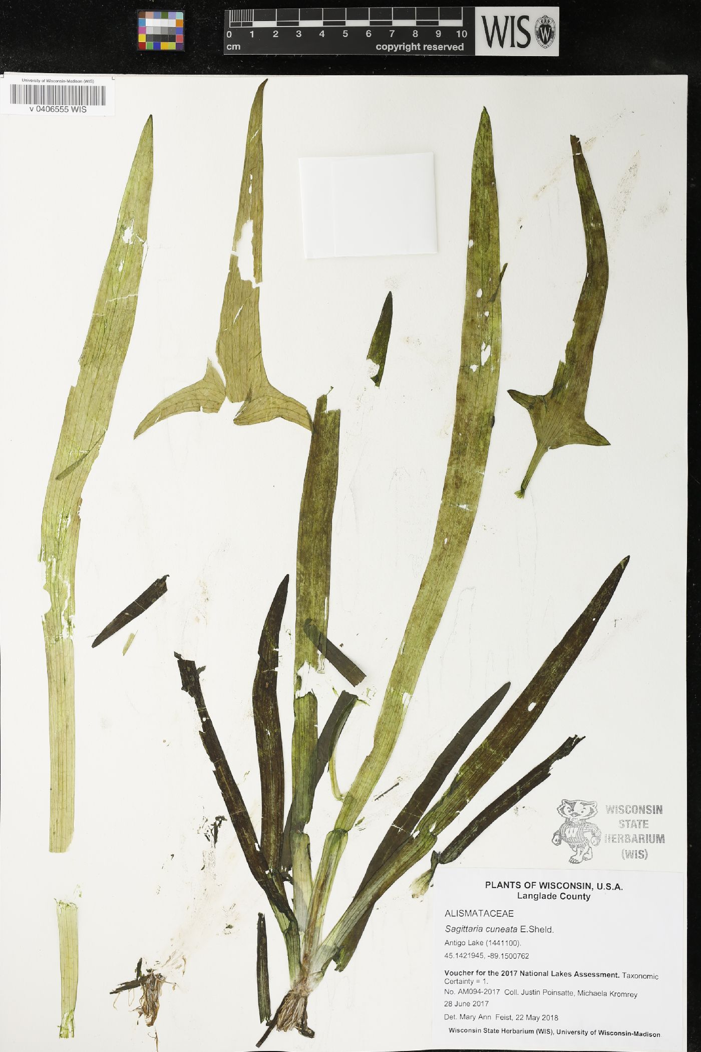 Sagittaria cuneata image