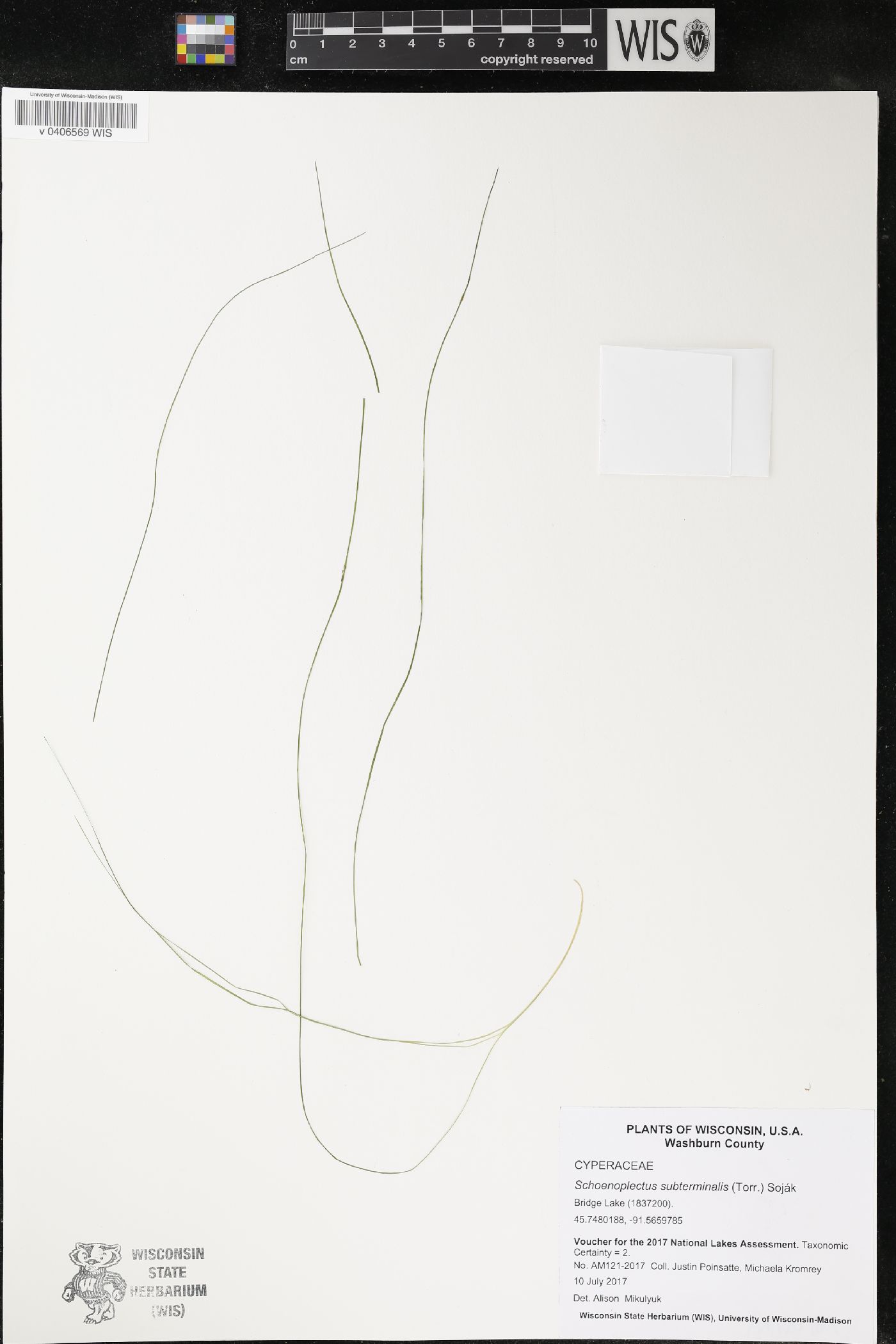 Schoenoplectus subterminalis image