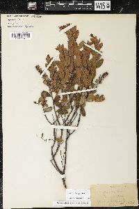 Chamaedaphne calyculata image