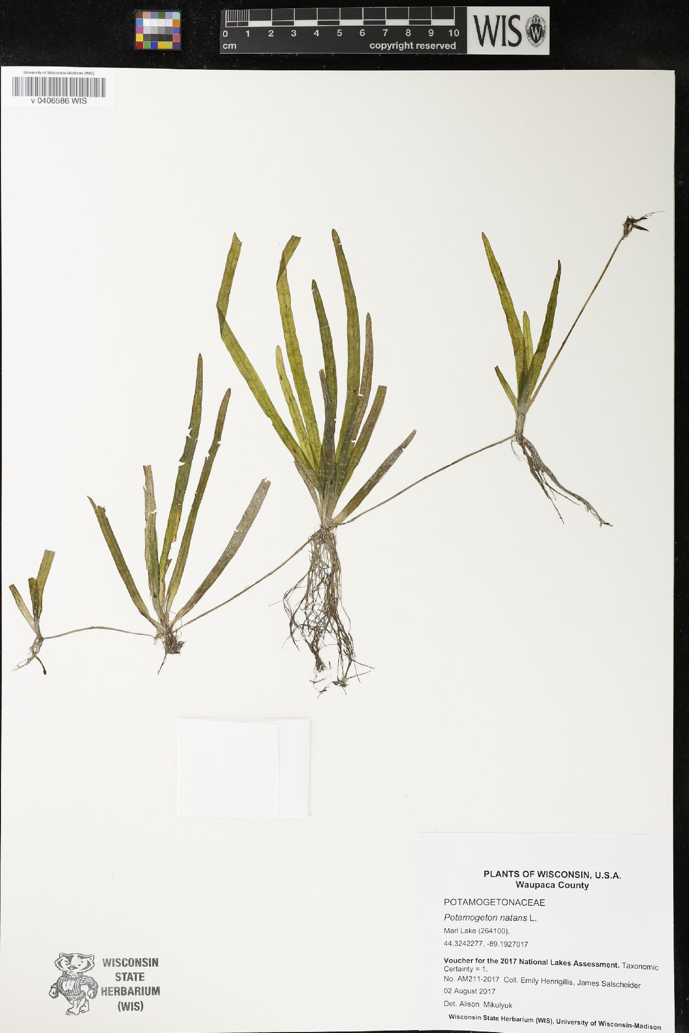 Potamogeton natans image