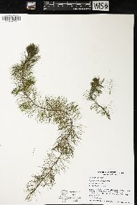 Myriophyllum verticillatum image