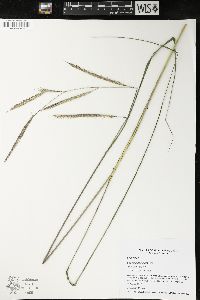 Spartina pectinata image