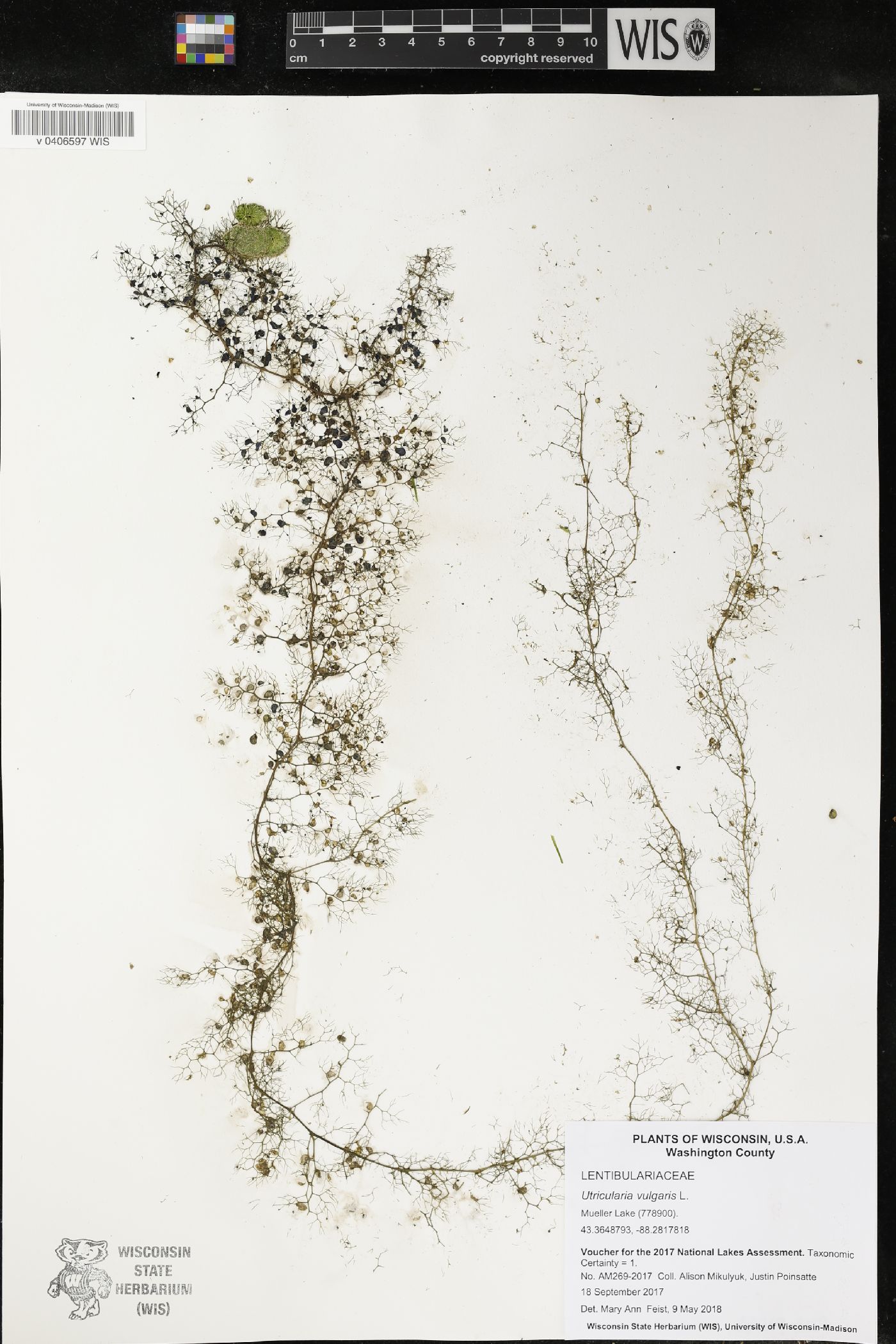 Utricularia vulgaris image