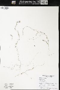 Utricularia minor image