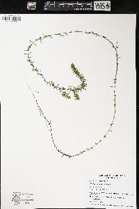 Elodea canadensis image