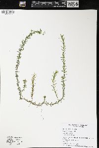 Elodea canadensis image