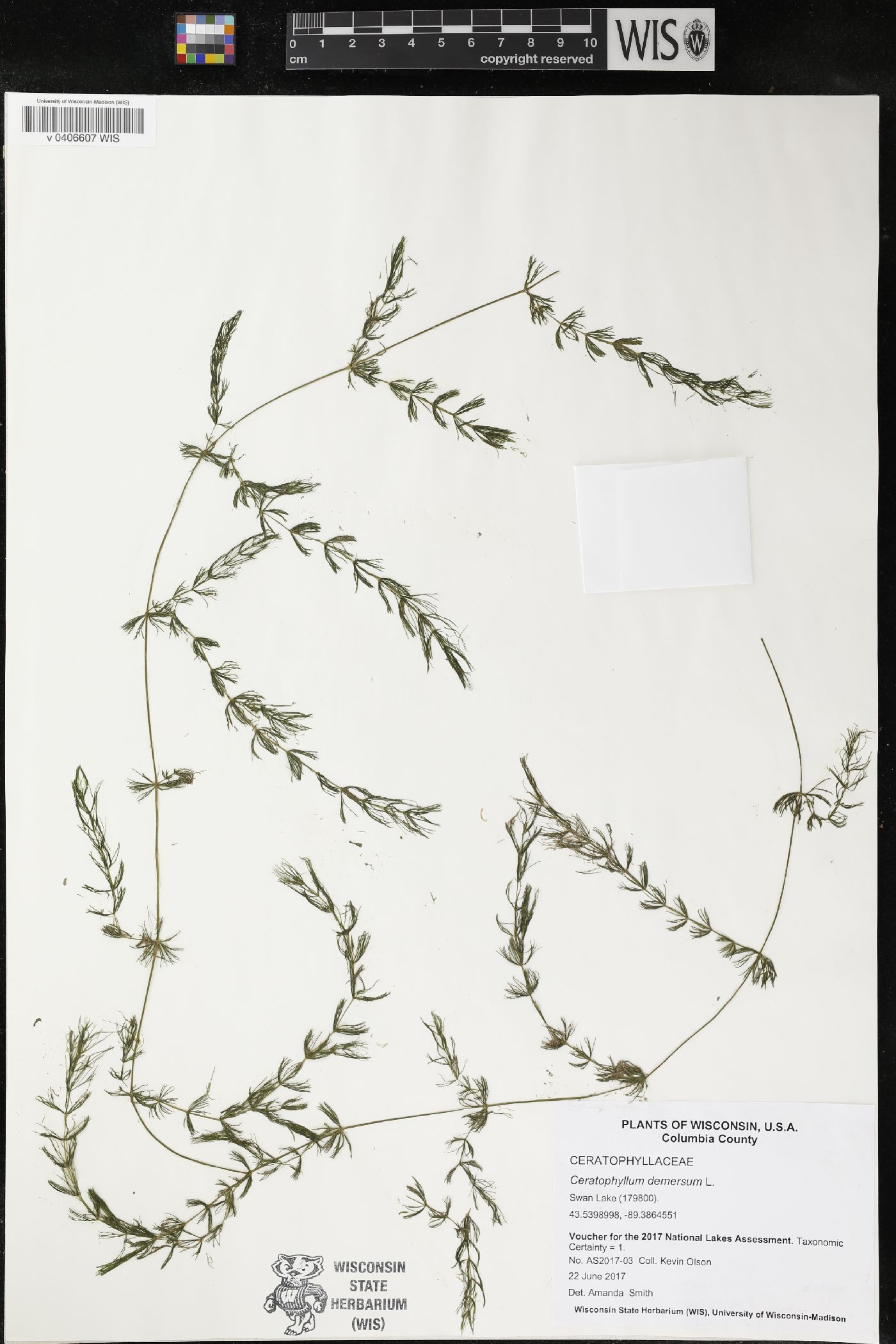 Ceratophyllum demersum image