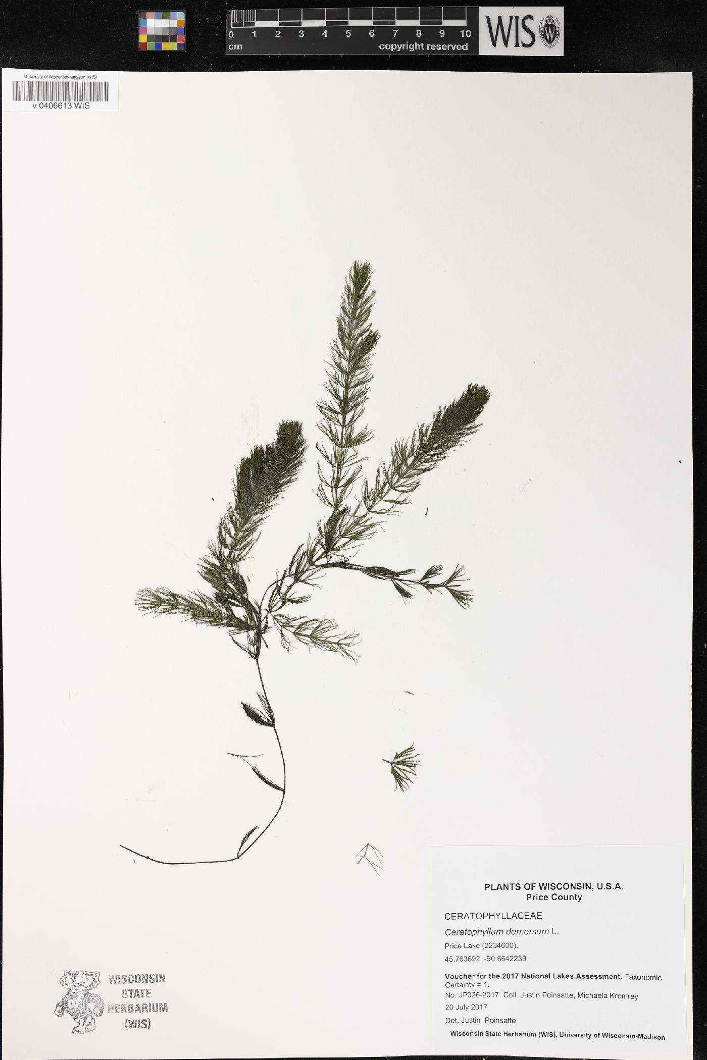 Ceratophyllum demersum image