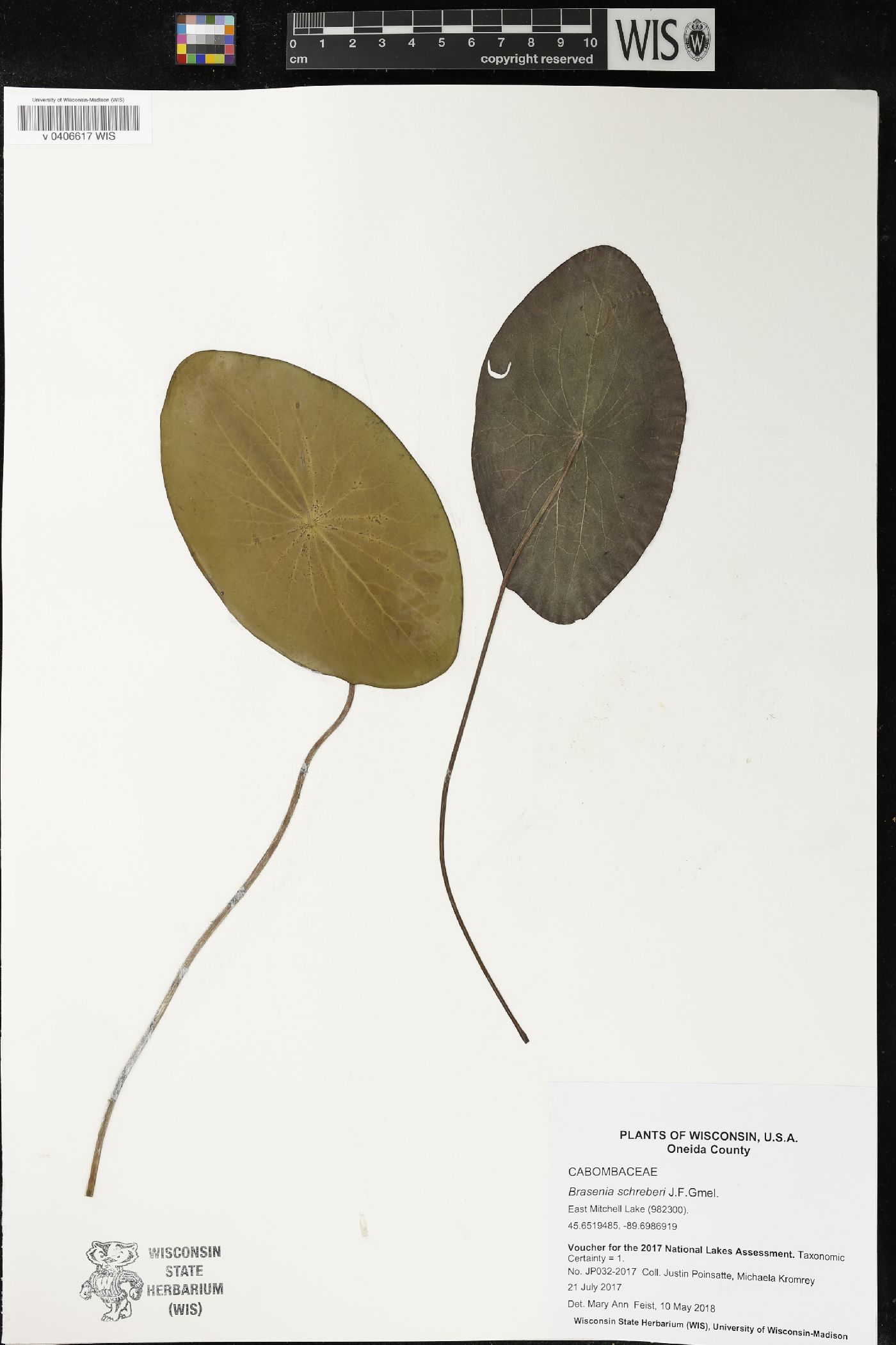 Brasenia schreberi image
