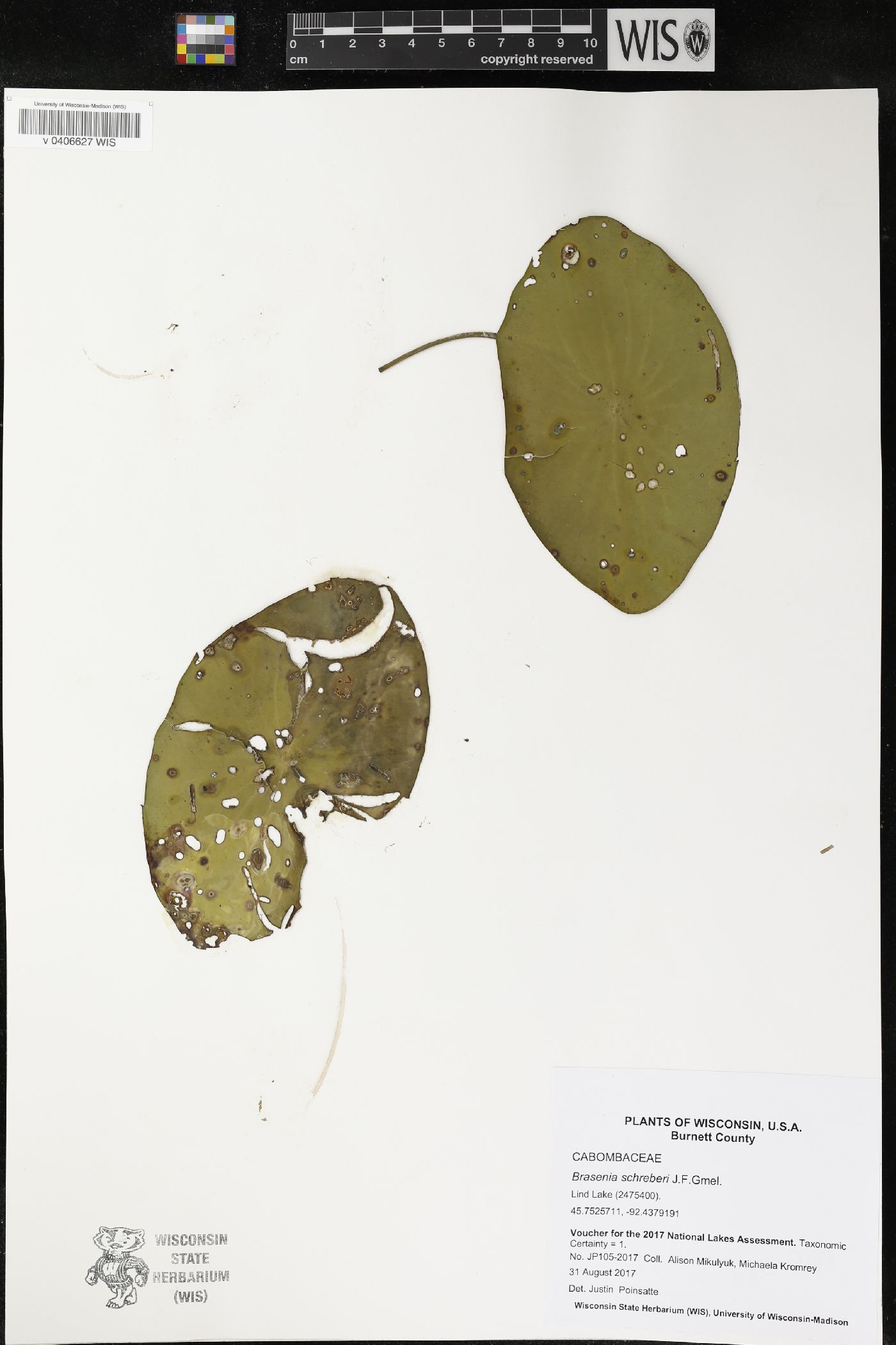 Brasenia schreberi image