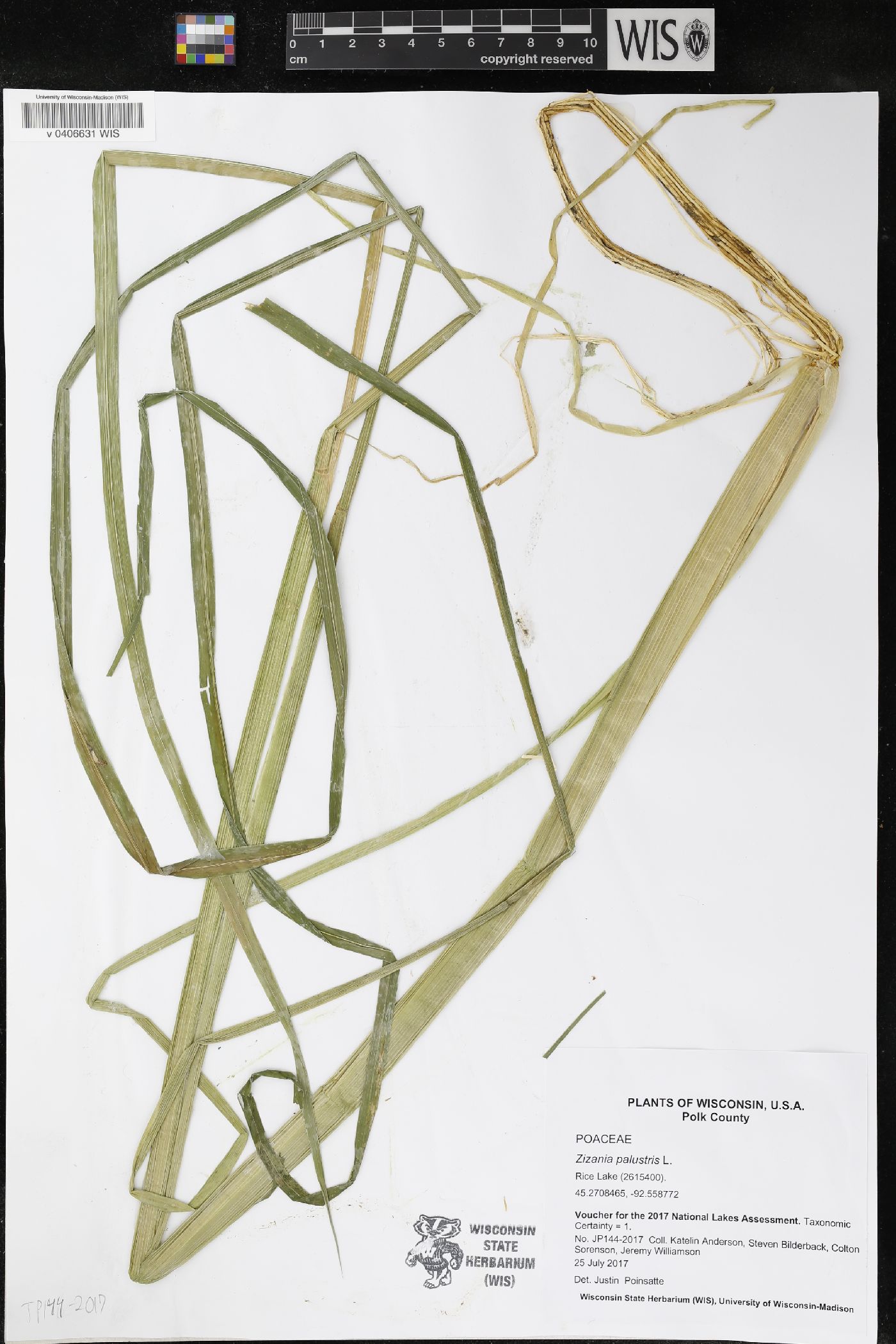 Zizania palustris image