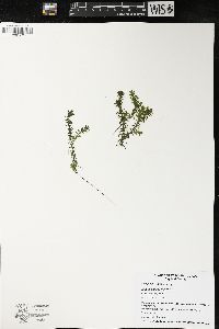 Elodea canadensis image