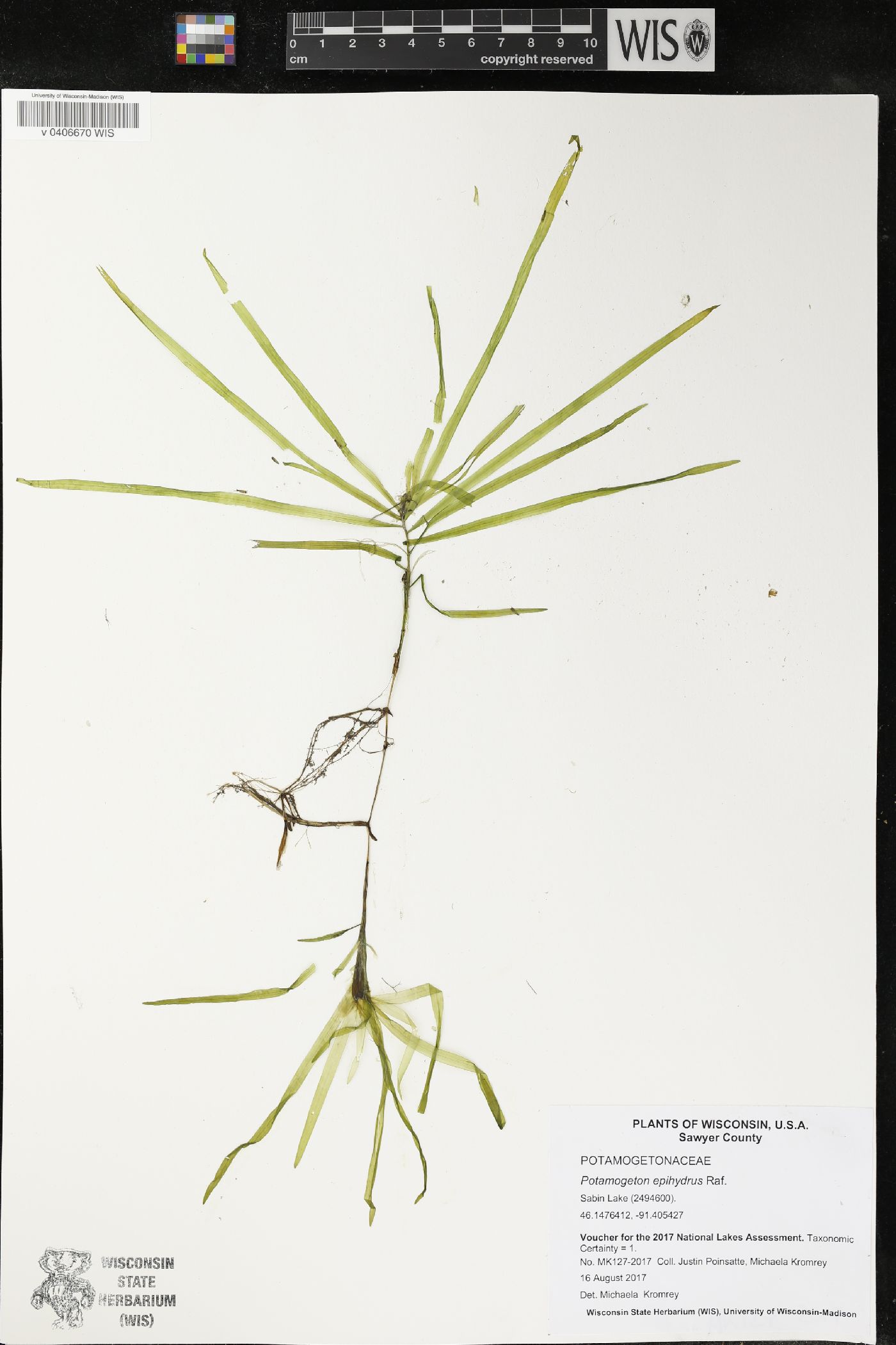 Potamogeton epihydrus image